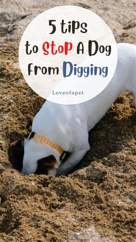 Dog Training Digging Problems