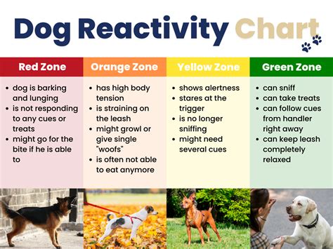Dog Training Examples For Reactive Dogs