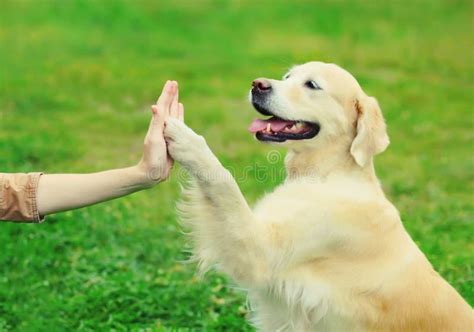 Dog Training High Five