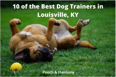 dog training in ky