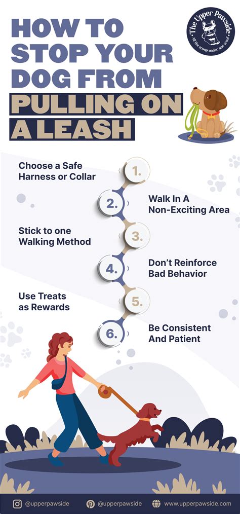 Dog Training Not Pulling Leash