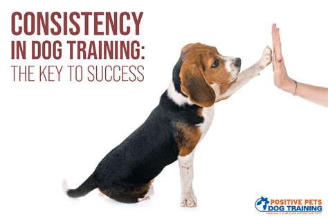Dog training: Consistency