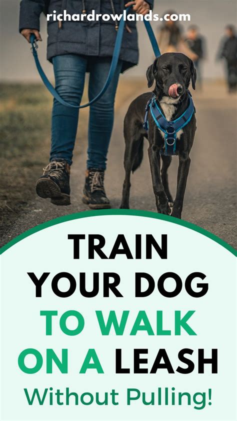 Dog training: Leash training