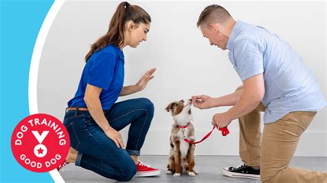 Dog Training Tools Petsmart