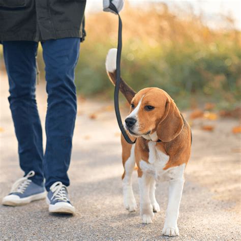 Dog Training With Leash