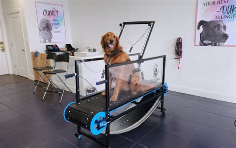 Dog Treadmill Atlanta
