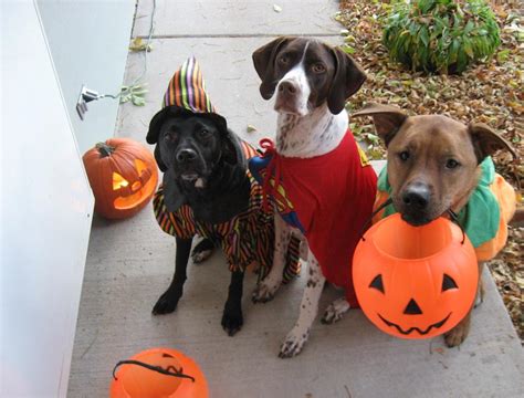 dog trick or treating