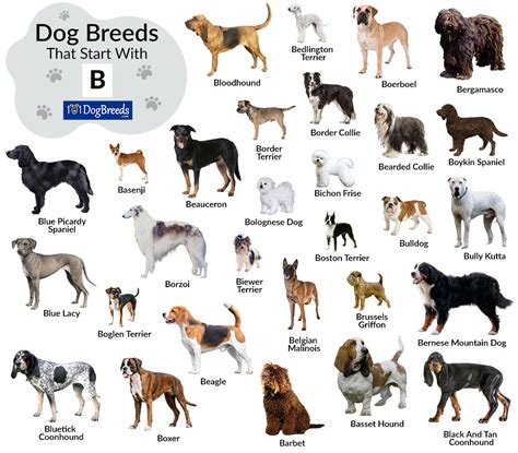 Dog Types Starting With B
