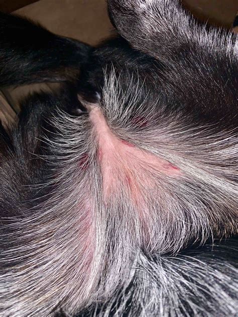 Dog Underbelly Itching