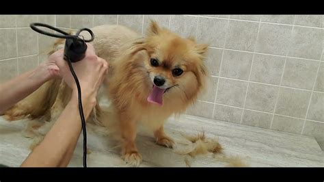 Dog Undercoat Pom