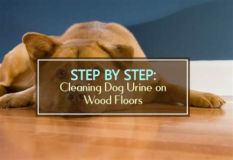 persianwildlife.us:dog urine engineered wood floor