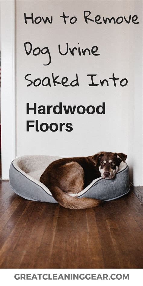 dog urine engineered wood floor