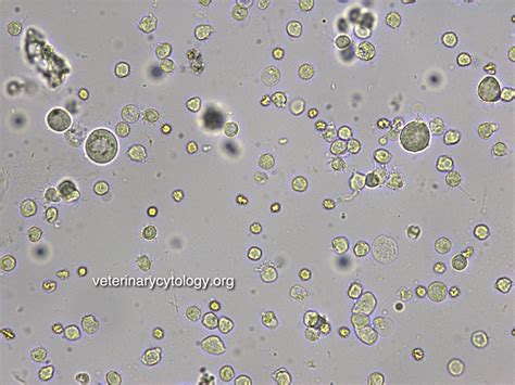 Dog Urine Sample Uti