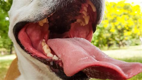 dog uvula