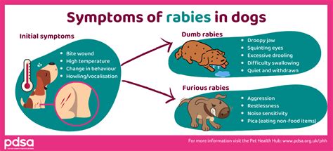 Dog Vs Cat Rabies