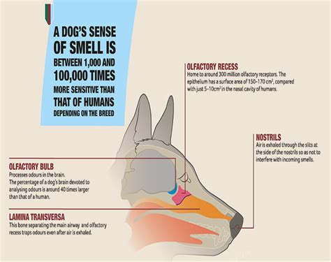 Dog Vs Human Smell
