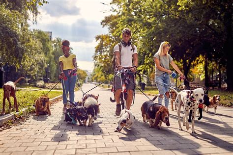 dog walkers in toronto