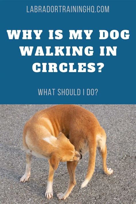 Dog Walking In Circles In Crate