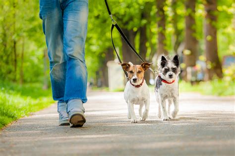 dog walking services availability and booking