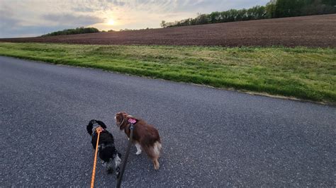 Dog Walking Subreddit