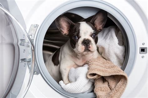 Dog Washing Machine Laundry