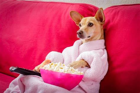 dog watching movie meme