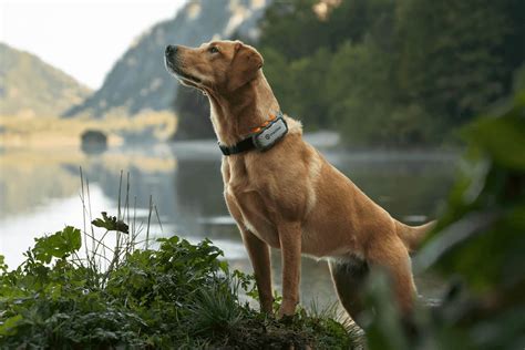 A dog wearing a GPS tracker on its collar, running through a forest.