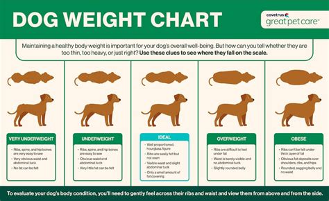 Dog Weight Comparison Chart