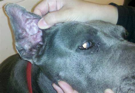 Dog With Cauliflower Ear