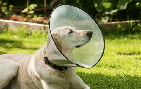 Dog With Collar Cone