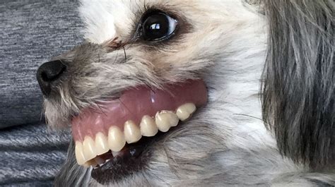 Dog With Dentures Video