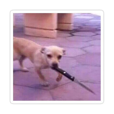 Dog With Knife Meme