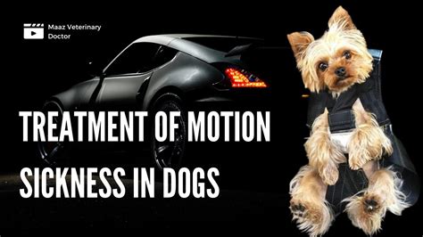 Dog with motion sickness