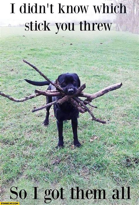 Dog With Stick Caption