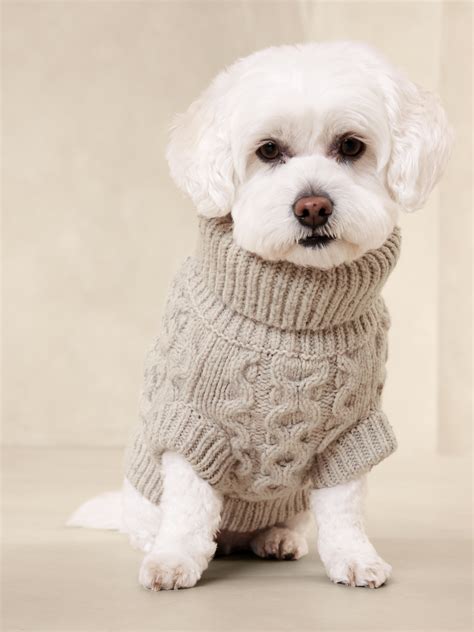 Dog With Sweater