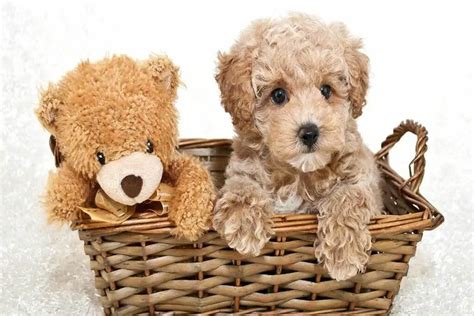 dog with teddy