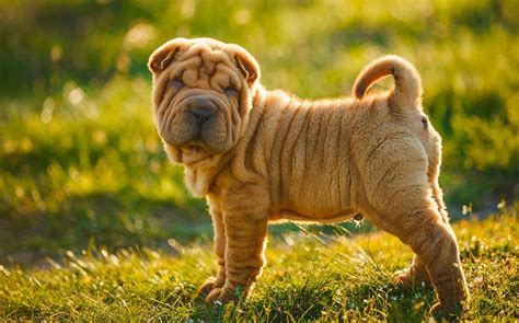 Meet the Adorable Dog with the Most Unique Wrinkly Face