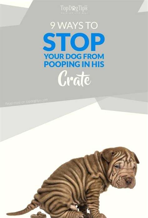 Dog Won't Stop Pooping And Peeing In Crate