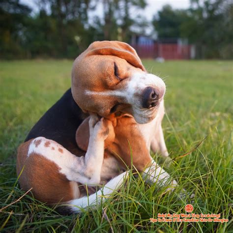 Dog Won't Stop Scratching Face