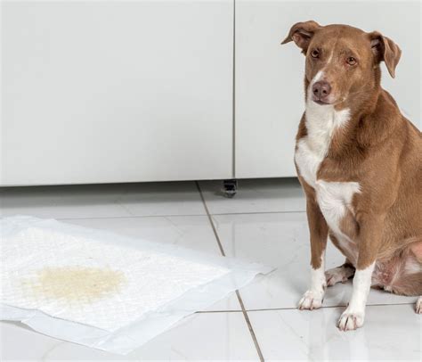 Dog Won T Use Pee Pad