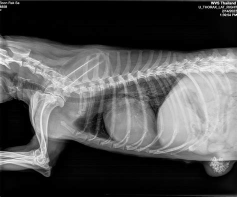 Unlock Canine Health: Surprising Dog X-Ray Insights