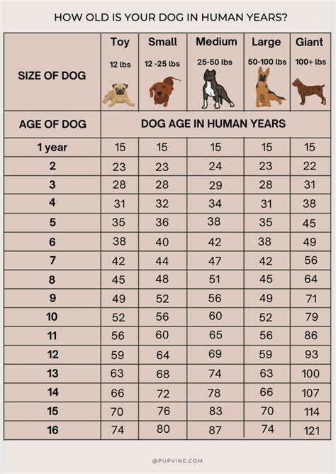 dog years to human years uk