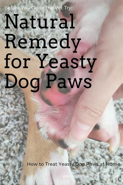 dog yeast infection paws treatment