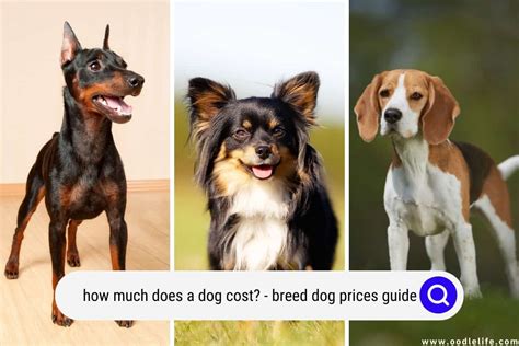 Dog Zone Prices