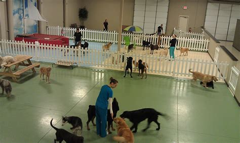 doggie day care and training near me