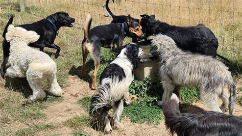 doggie day care service in huntington beach