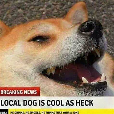 Mega Doggo Collection For A Fantastic Week Funny animal memes, Dog