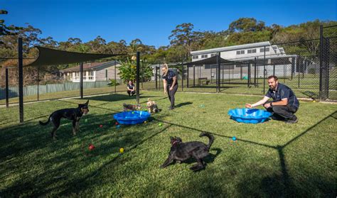 doggy day care australia