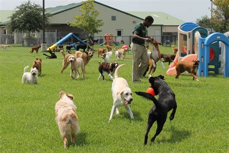 doggy day care in stephenville texas