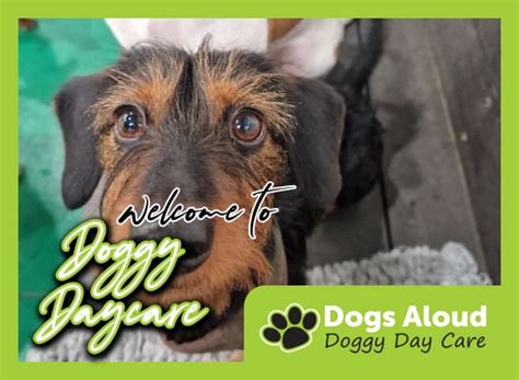 doggy day care manchester city centre